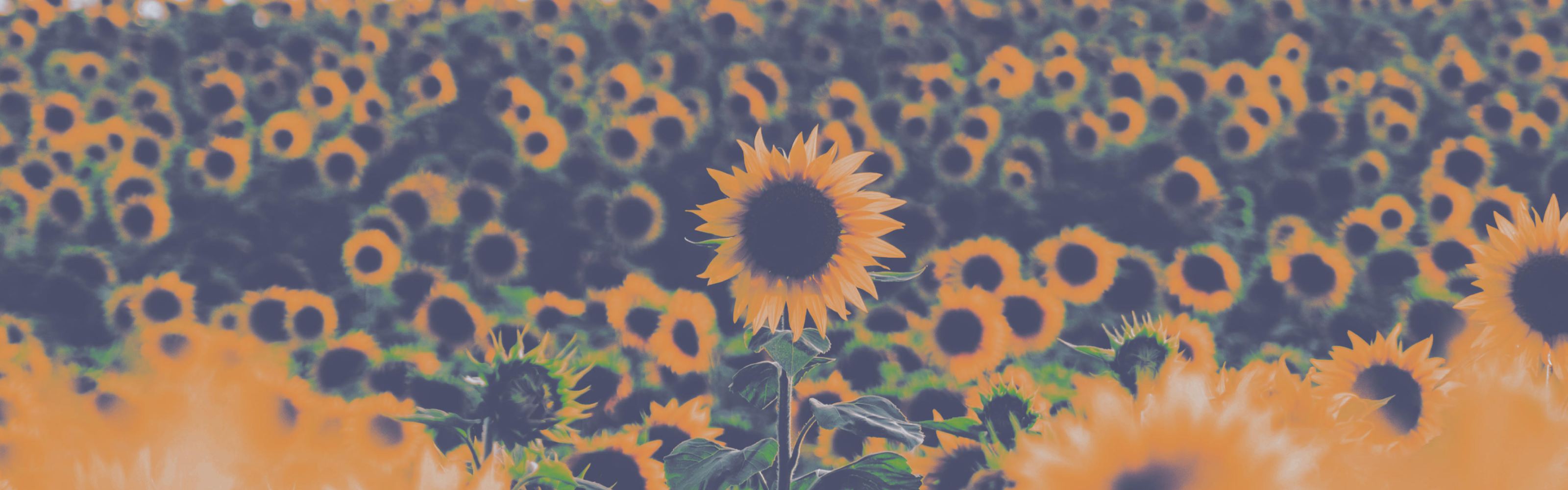 A large field of sunflowers under a cloudy sky