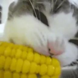 Guaxinim5573's Avatar