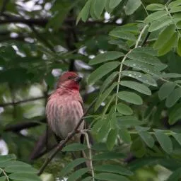 sofiedotcafe's Avatar